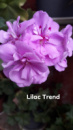 1. Lilac Trend
