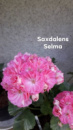 4. Saxdalens Selma
