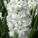 Гіацинт махровий Snow Crystal