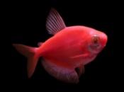 Тернеция глофиш GloFish красная алая (Gymnocorymbus ternetzi) 4-5см