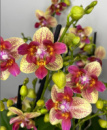 Phal Chi-Yueh Kaleidescope 1.7 (мох) ПРИЇЗД В ЧЕРВНІ