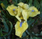 Ірис карликовий Stockholm (Iris pumila ‘Stockholm’)
