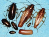 Дезинфекция от тараканов в Кривом Роге