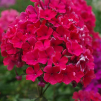 Флокс багаторічний Starfire