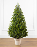 Лапландська весняна 110 см зелена з салатовими кінчиками маленька ялинка лита в горщику Сіга Груп