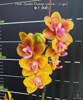 Підлітки орхідей від Міккі. Phal. Lioulin Orange (peloric - 2 eyes) БЕРЕЗЕНЬ розм Ціна дійсна для передзамовлення