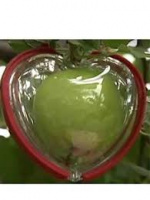Форма для выращивания яблока в виде сердечка