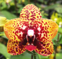 Phal Zheng Min Anaconda 1.7 (мох) квітень