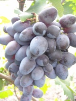 Виноград Эталон (вегетирующий саженец)