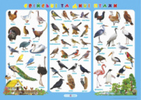 Плакат «Свійські та дикі птахи» (ПіП)