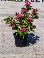 Вейгела Брістол Рубі (Weigela Bristol Ruby), контейнер 1,1 висота 50-70 см.