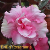 0-096 BriD's Rosamarie