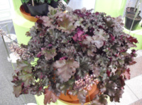 Гейхера Agata