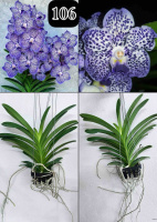 Pda. Omar Padron, 'Indigo Blue SPots'