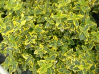 Бересклет форчуна Emerald Gold