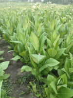 Сорт табака Ксанти (Xanthi)