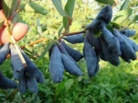 Жимолость їстівна «Дочь велікана», 2х-річка