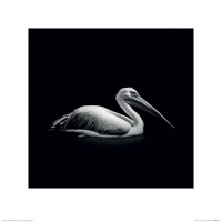 Постер у рамі Nicolas Evariste (Pelecanus) 40 х 40 см