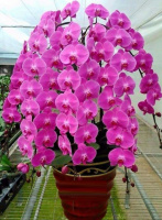 Доступні для відправки з 22 квітня 2026р. Phal Femion королівська темно-рожева орхідея квіти 12 см 1.7 (торфстакан) є по