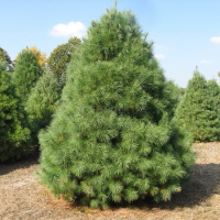 Сосна Веймутова / белая восточная (Pinus strobus)