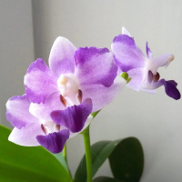 Phal Tying Shin Blue Jay