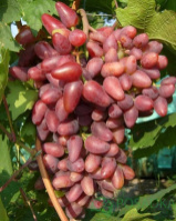 Виноград Дубівський рожевий