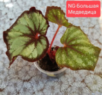 Бегонія NG-Большая Медведица