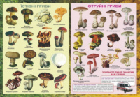 Плакат «Їстівні та отруйні гриби» (ПіП)