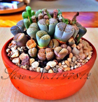 Семена живой Камень Lithops Pseudotruncatella