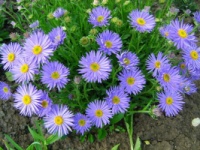 Астра альпийская