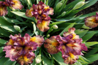 Ірис карликовий Webmaster