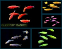 данио GloFish