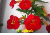 0-122 Caligula