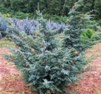 Можжевельник китайский «Blue Alps» Голубые Альпы