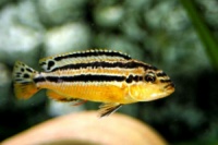 меланохромис ауратус( Melanochromis auratus )