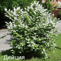 Кустарники