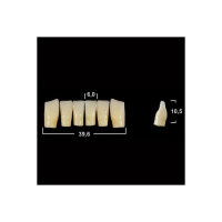 Акриловые зубы Tribos 501, фронт, низ - LV6