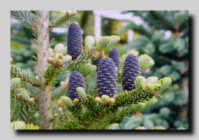 Пихта Корейская «Abies koreana»