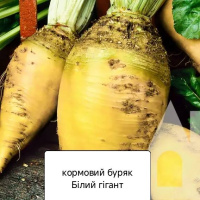 Буряк кормовий Білий гігант