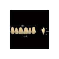 Акриловые зубы Tribos 501, фронт, верх - R14 А3.5