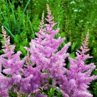 ​Астільба Amethyst