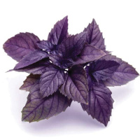 Базилик Фиолетовый