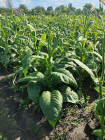 Сорт табака «Черный мамонт» (Black Mammoth)