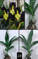 Catasetum tenebrosum