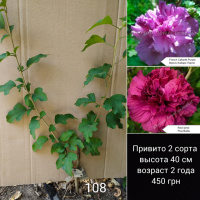 Гибискус древовидный мультипрививка из 2 сортов №108