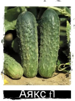 огірок Аякс F1