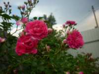 Рози плетисті (30 - 50грн)