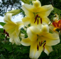 Лілія Manissa (Манісса)