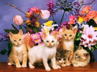 коти