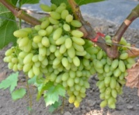 Виноград киш-мыш Столетие (вегетирующий саженец) Черенок 25 грн.